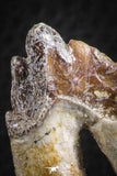 07096 -  Top Rare 2.02 Inch Pappocetus lugardi (Whale Ancestor) Molar Rooted Tooth