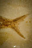 30078- Large Tharsis Dubius Fish Fossil - Jurassic Solnhofen