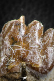 07097 -  Top Rare 2.25 Inch Pappocetus lugardi (Whale Ancestor) Molar Rooted Tooth