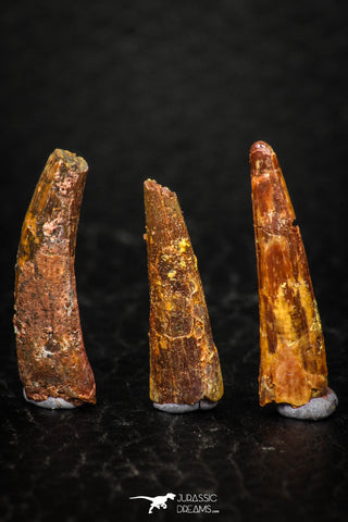 05585 - Great Collection of 3 Pterosaur (Coloborhynchus) Teeth Cretaceous KemKem Beds
