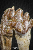 07097 -  Top Rare 2.25 Inch Pappocetus lugardi (Whale Ancestor) Molar Rooted Tooth