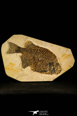 30079- Superb 10.31 Inch Phareodus Fish - Scarce Species - Eocene Wyoming