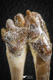 07097 -  Top Rare 2.25 Inch Pappocetus lugardi (Whale Ancestor) Molar Rooted Tooth