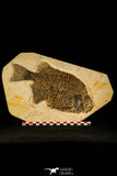 30079- Superb 10.31 Inch Phareodus Fish - Scarce Species - Eocene Wyoming