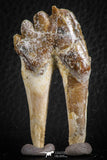 07097 -  Top Rare 2.25 Inch Pappocetus lugardi (Whale Ancestor) Molar Rooted Tooth