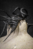20026 - Museum Grade 2.86 Inch Dicranurus monstrosus Lower Devonian Trilobite