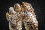 07097 -  Top Rare 2.25 Inch Pappocetus lugardi (Whale Ancestor) Molar Rooted Tooth