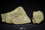21075 - Rare Unidentified Asaphid Trilobite Lower Ordovician Fezouata Fm