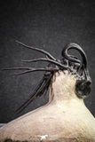 20026 - Museum Grade 2.86 Inch Dicranurus monstrosus Lower Devonian Trilobite