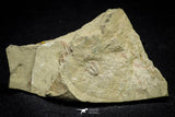 21075 - Rare Unidentified Asaphid Trilobite Lower Ordovician Fezouata Fm