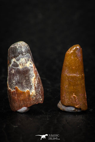 05586 - Great Collection of 2 Pterosaur (Coloborhynchus) Teeth Cretaceous KemKem Beds