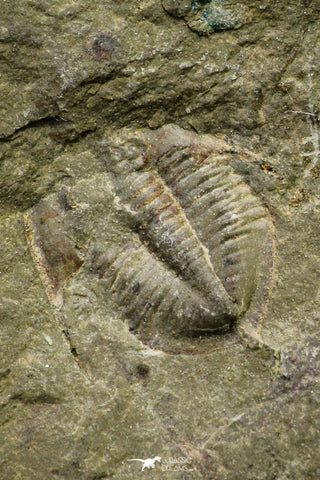 21075 - Rare Unidentified Asaphid Trilobite Lower Ordovician Fezouata Fm