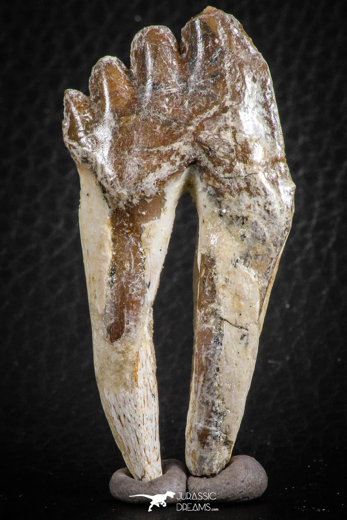 07098 -  Top Rare 2.39 Inch Pappocetus lugardi (Whale Ancestor) Molar Rooted Tooth