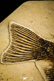 30079- Superb 10.31 Inch Phareodus Fish - Scarce Species - Eocene Wyoming