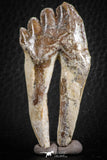 07098 -  Top Rare 2.39 Inch Pappocetus lugardi (Whale Ancestor) Molar Rooted Tooth