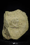 21075 - Rare Unidentified Asaphid Trilobite Lower Ordovician Fezouata Fm