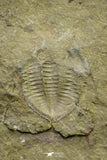 21075 - Rare Unidentified Asaphid Trilobite Lower Ordovician Fezouata Fm