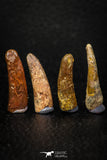 05587 - Great Collection of 4 Pterosaur (Coloborhynchus) Teeth Cretaceous KemKem Beds