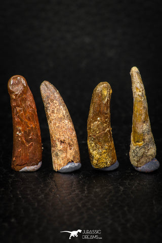 05587 - Great Collection of 4 Pterosaur (Coloborhynchus) Teeth Cretaceous KemKem Beds