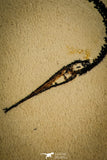 30080- Rare 1.38 Inch Rhynchodercetis Needle Fish Fossil - Upper Cretaceous Morocco