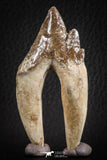 07099 -  Top Rare 2.94 Inch Pappocetus lugardi (Whale Ancestor) Molar Rooted Tooth