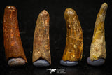 05587 - Great Collection of 4 Pterosaur (Coloborhynchus) Teeth Cretaceous KemKem Beds