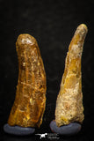 05587 - Great Collection of 4 Pterosaur (Coloborhynchus) Teeth Cretaceous KemKem Beds