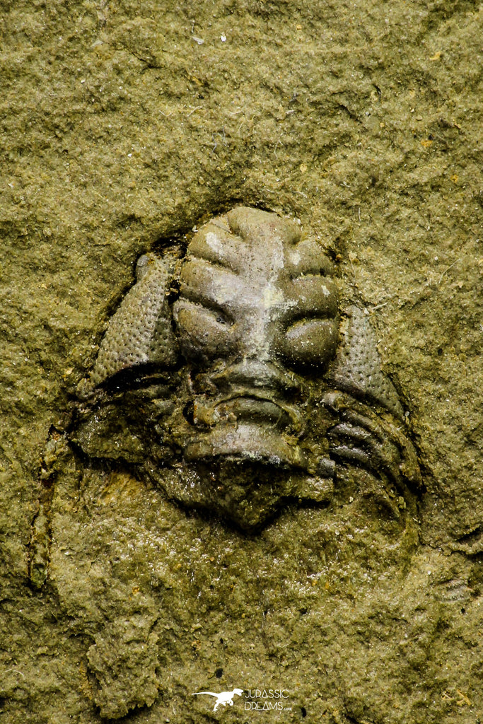 21076 - Amazing Lehua sp Lower Ordovician Trilobite Fezouata Fm