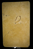 30081- Rare 1.97 Inch Rhynchodercetis Needle Fish Fossil - Upper Cretaceous Morocco