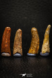 05587 - Great Collection of 4 Pterosaur (Coloborhynchus) Teeth Cretaceous KemKem Beds