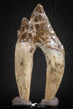 07099 -  Top Rare 2.94 Inch Pappocetus lugardi (Whale Ancestor) Molar Rooted Tooth