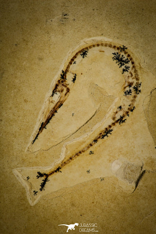 30081- Rare 1.97 Inch Rhynchodercetis Needle Fish Fossil - Upper Cretaceous Morocco
