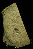 21076 - Amazing Lehua sp Lower Ordovician Trilobite Fezouata Fm