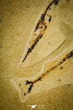 30081- Rare 1.97 Inch Rhynchodercetis Needle Fish Fossil - Upper Cretaceous Morocco