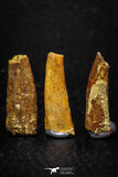 05588 - Great Collection of 5 Pterosaur (Coloborhynchus) Teeth Cretaceous KemKem Beds