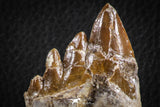 07100 -  Top Rare 3.54 Inch Pappocetus lugardi (Whale Ancestor) Molar Rooted Tooth