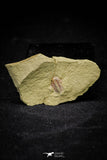 21077 - Amazing Lehua sp Lower Ordovician Trilobite Fezouata Fm