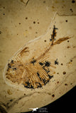 30082- Rare 1.73 Inch Thorectichthys marocensis Pycnodontiform Fish Fossil - Upper Cretaceous Morocco
