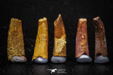 05588 - Great Collection of 5 Pterosaur (Coloborhynchus) Teeth Cretaceous KemKem Beds