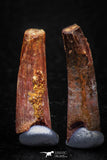 05588 - Great Collection of 5 Pterosaur (Coloborhynchus) Teeth Cretaceous KemKem Beds