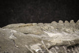 20027 - Exceedingly Rare aff. Psedosaukianda lata Early Cambrian Redlichiid Trilobite