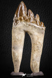 07100 -  Top Rare 3.54 Inch Pappocetus lugardi (Whale Ancestor) Molar Rooted Tooth