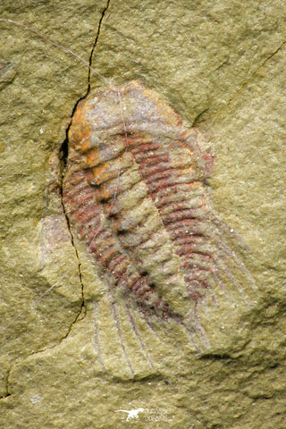 21077 - Amazing Lehua sp Lower Ordovician Trilobite Fezouata Fm