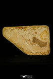 30082- Rare 1.73 Inch Thorectichthys marocensis Pycnodontiform Fish Fossil - Upper Cretaceous Morocco