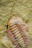 21077 - Amazing Lehua sp Lower Ordovician Trilobite Fezouata Fm