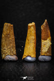 05588 - Great Collection of 5 Pterosaur (Coloborhynchus) Teeth Cretaceous KemKem Beds