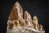 07100 -  Top Rare 3.54 Inch Pappocetus lugardi (Whale Ancestor) Molar Rooted Tooth