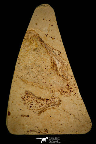 30083- Great Association of 4 Unclassified Fossil Fishes - Upper Cretaceous Morocco