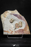 20028 - New Species Symphysurus ebbestadi n. sp. Plate with 3 Specimens Lower Ordovician Trilobites