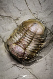 20028 - New Species Symphysurus ebbestadi n. sp. Plate with 3 Specimens Lower Ordovician Trilobites